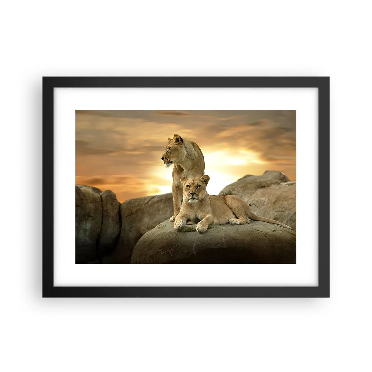 Poster în ramă neagră - Maiestate regală - 40x30 cm