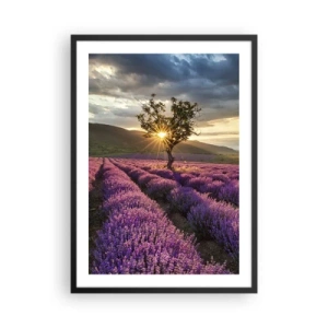 Poster în ramă neagră - Un câmp de lavandă cu un copac singuratic și un apus de soare - 50x70cm - Aroma în liliac - Decorațiune modernă pentru perete pentru living și dormitor ARTTOR