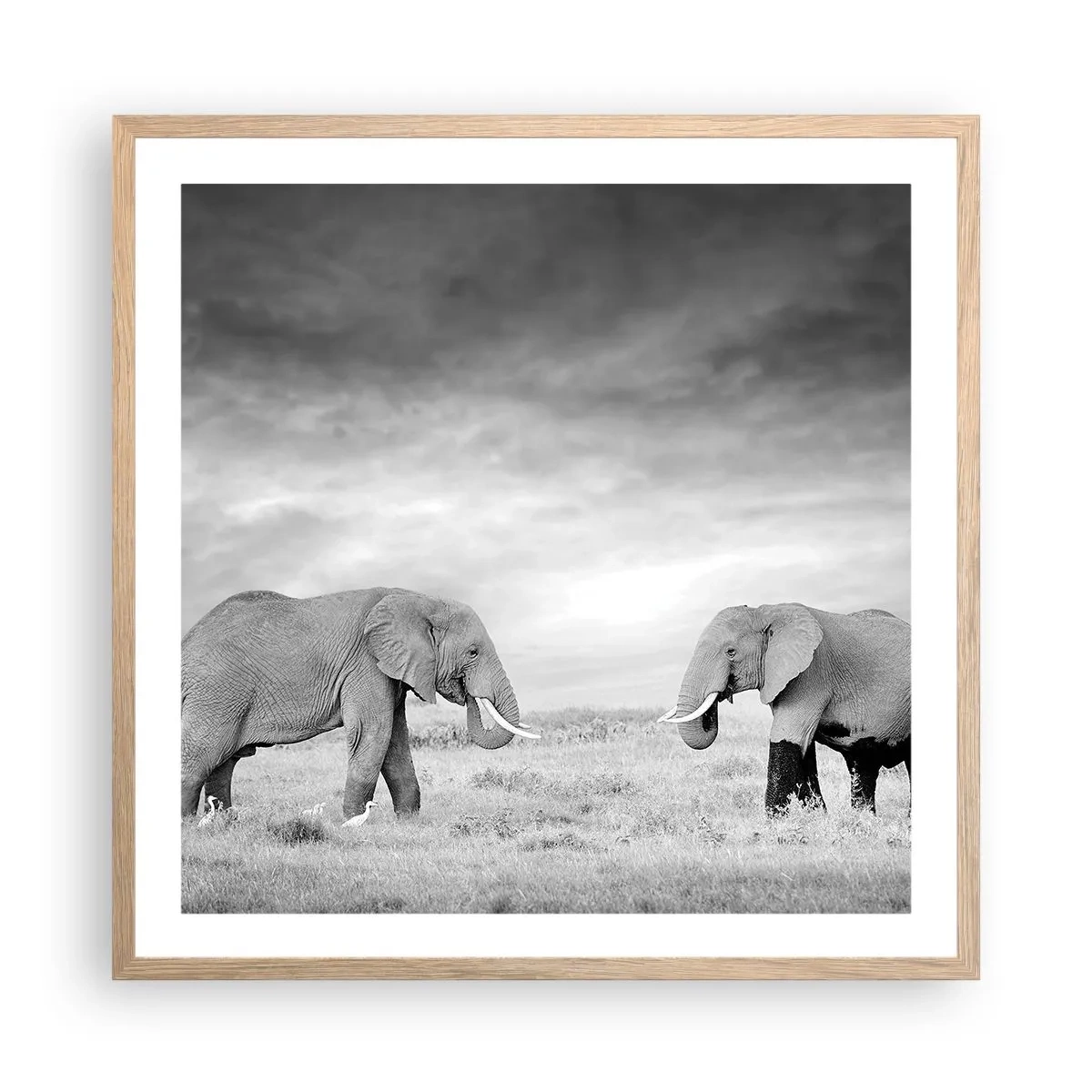 Poster în ramă de stejar deschis - Griul elefantin este frumos - 60x60 cm