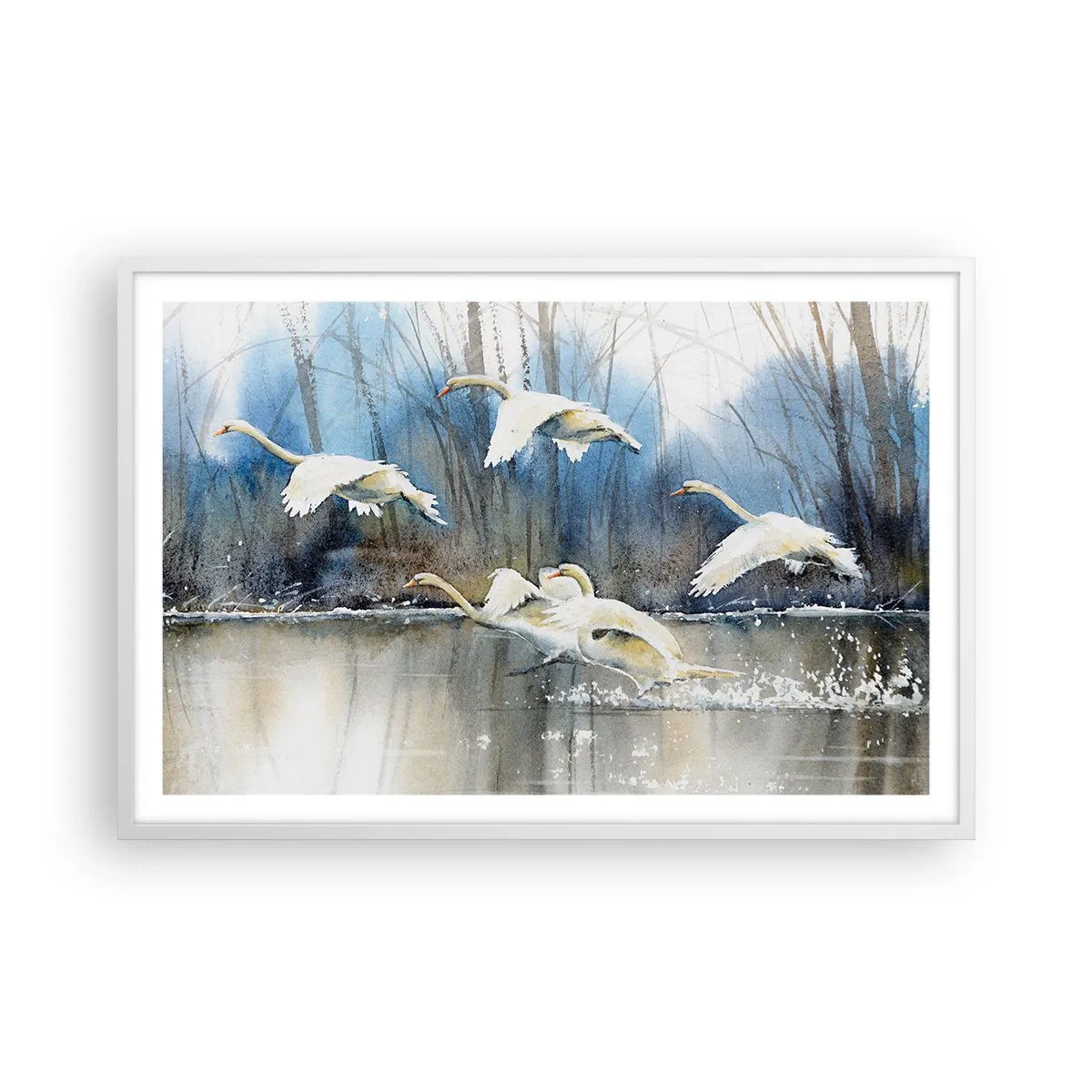 Poster în ramă albă - Dansând cu lebedele sălbatice - 91x61 cm