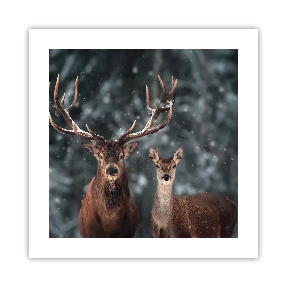 Poster - Stăpânul pădurii și soția sa - 40x40 cm