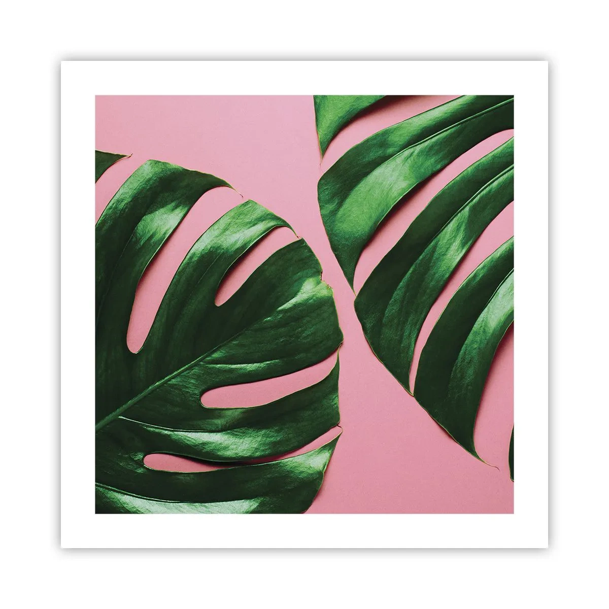 Poster - Întâlnire verde - 50x50 cm