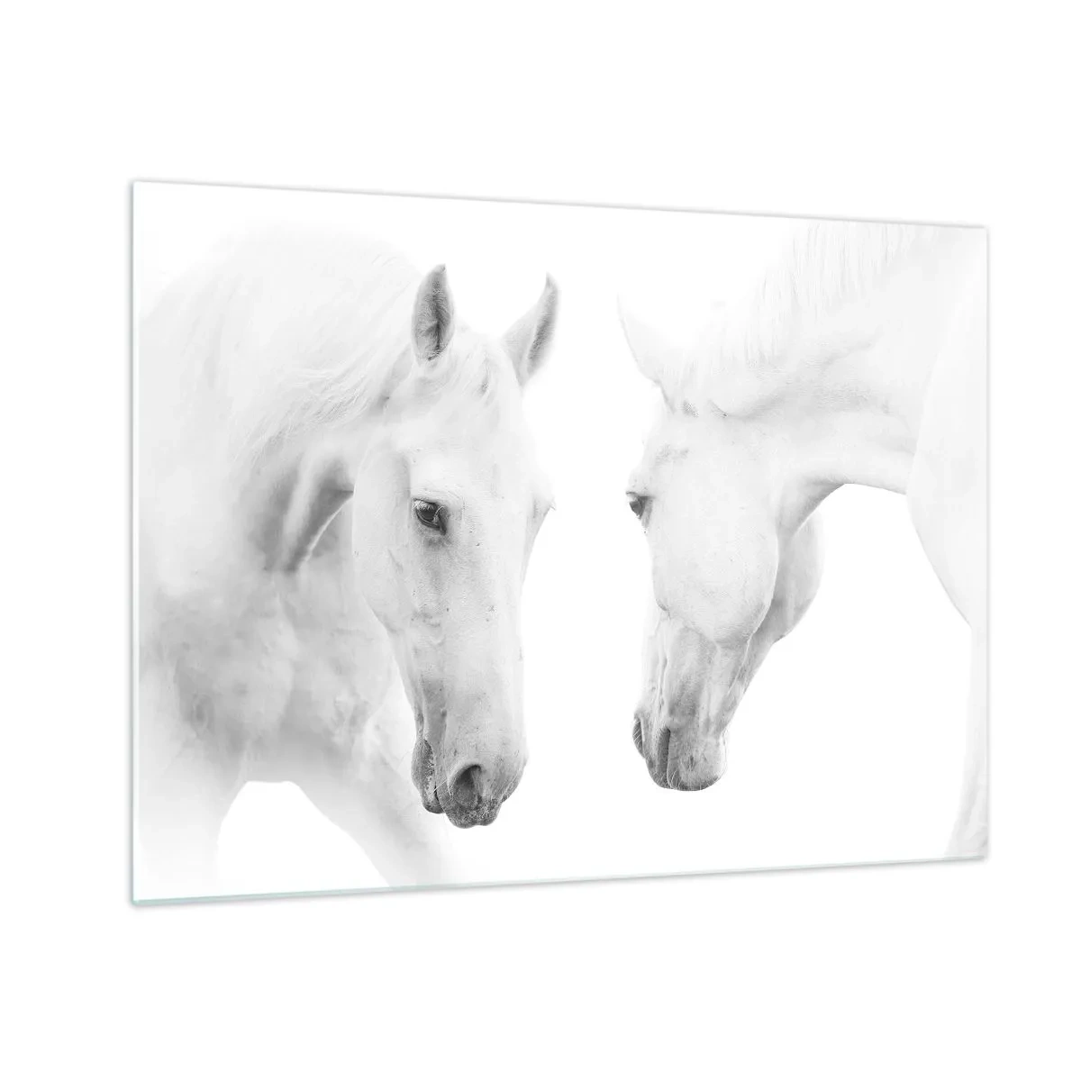 Tablou pe sticlă - Doi cai albi față în față pe un fundal deschis - 70x50cm - Este aceasta o prietenie...? - Decorațiune modernă pentru perete pentru living și dormitor ARTTOR