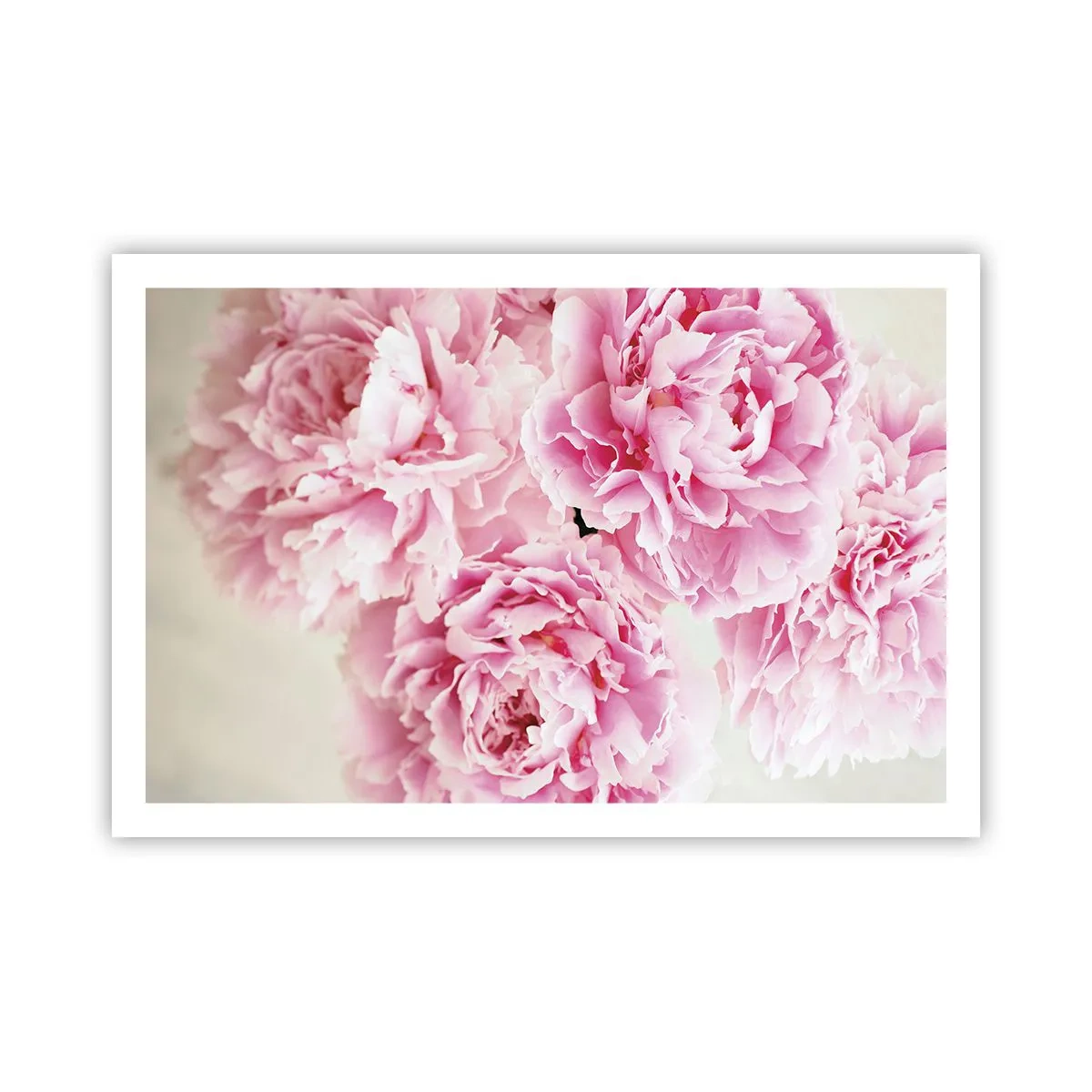 Poster - În luxul roz - 91x61 cm