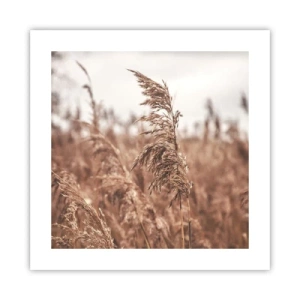 Poster - Toamna pe câmpuri - 40x40 cm