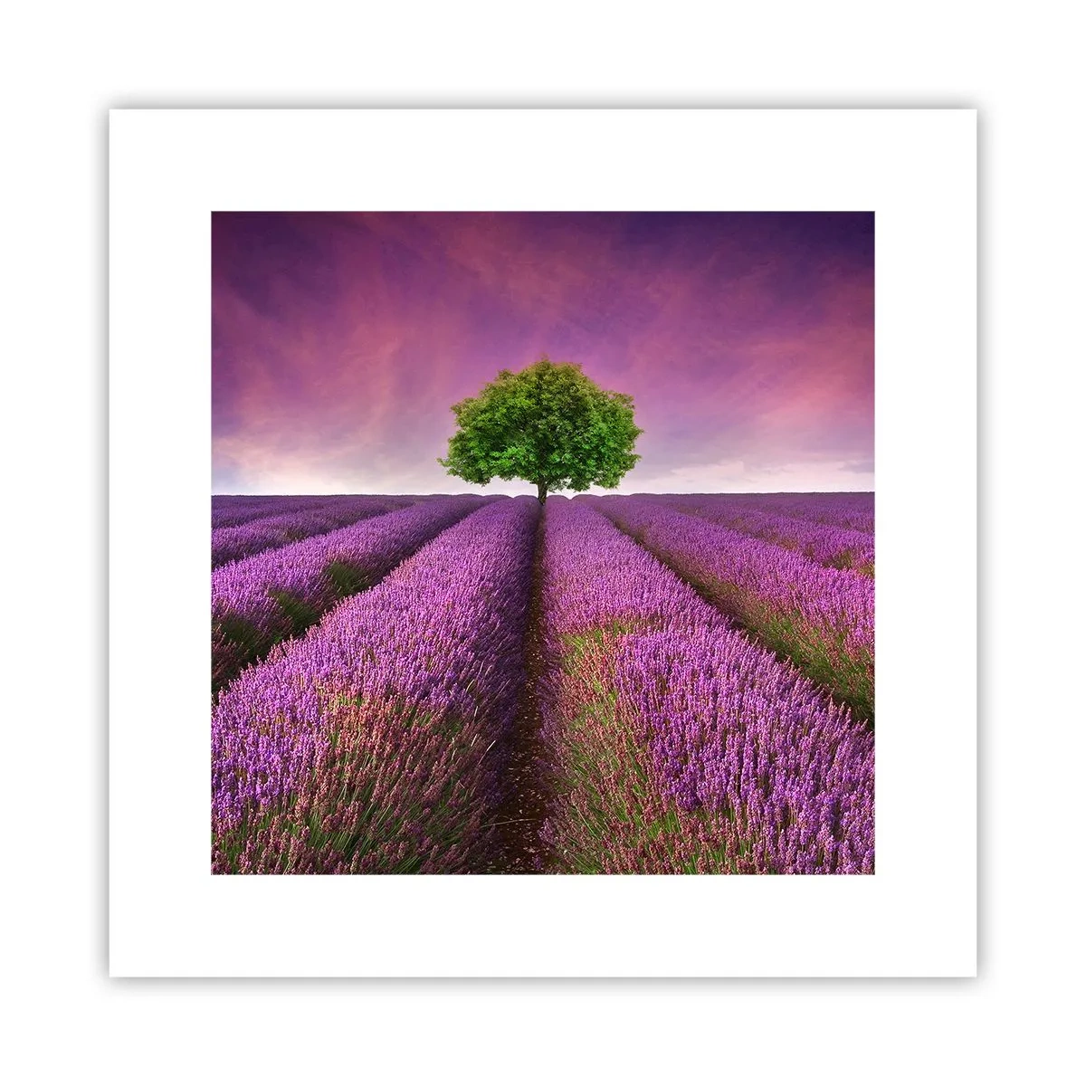 Poster - În câmpurile de lavandă - 30x30 cm