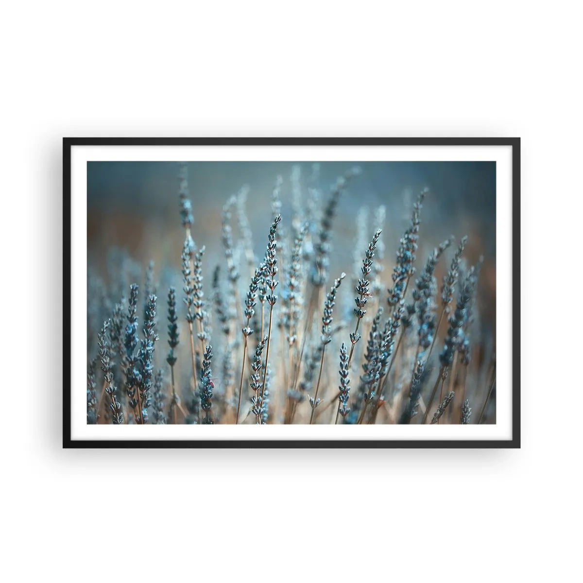 Poster în ramă neagră - Câmpul parfumat - 91x61 cm