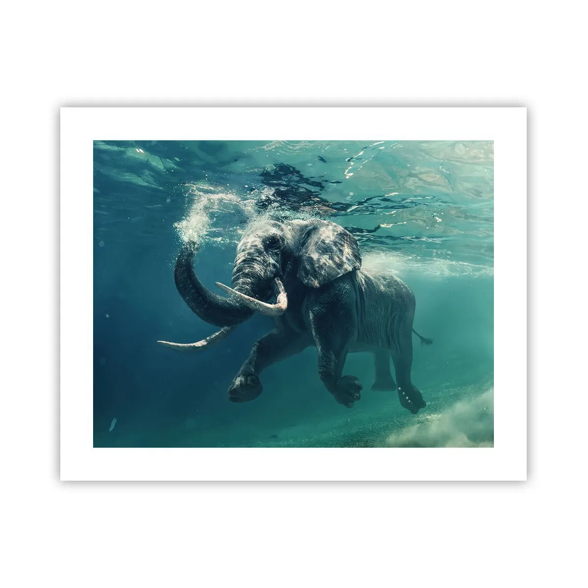 Poster - Tuturor le place să înoate - 50x40 cm