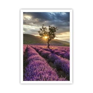 Poster - Aroma în liliac - 70x100 cm