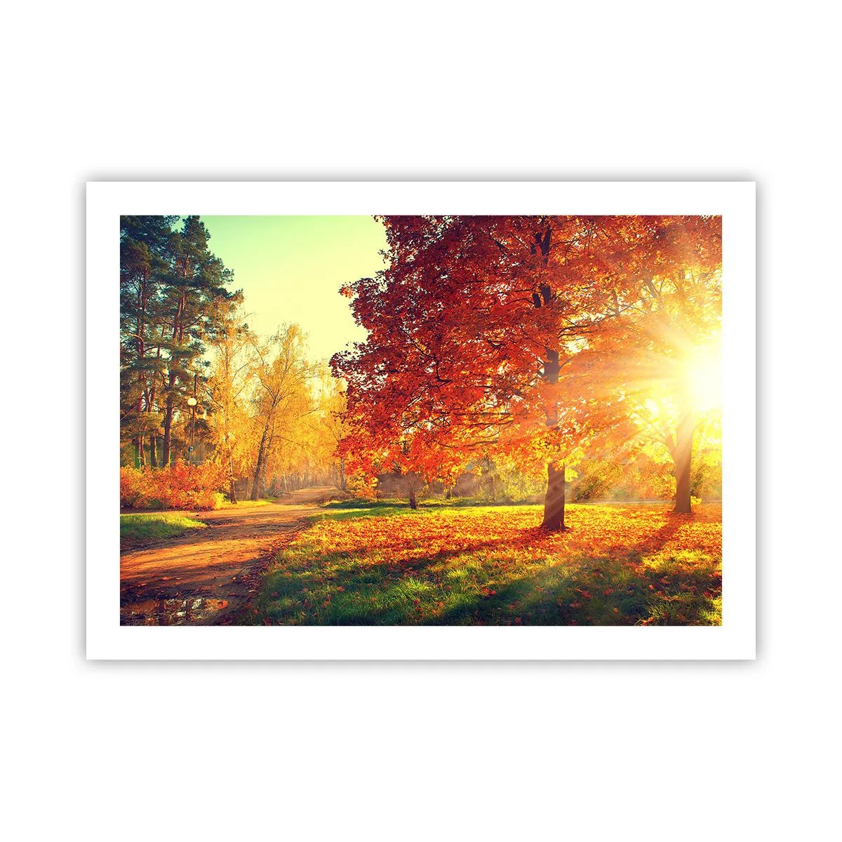 Poster - Roșcatul este frumos - 70x50 cm
