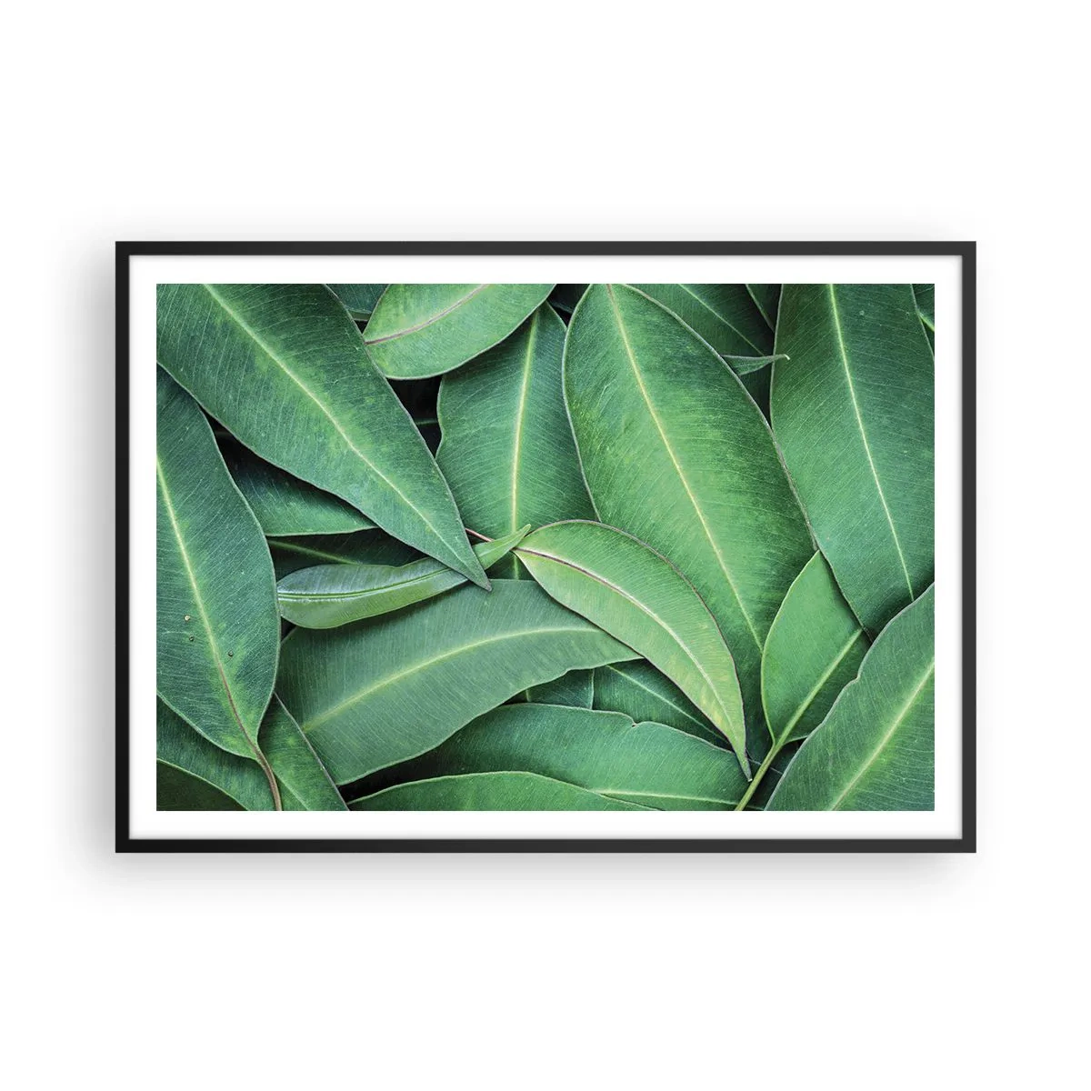 Poster în ramă neagră - Suculente și proaspete - 100x70 cm