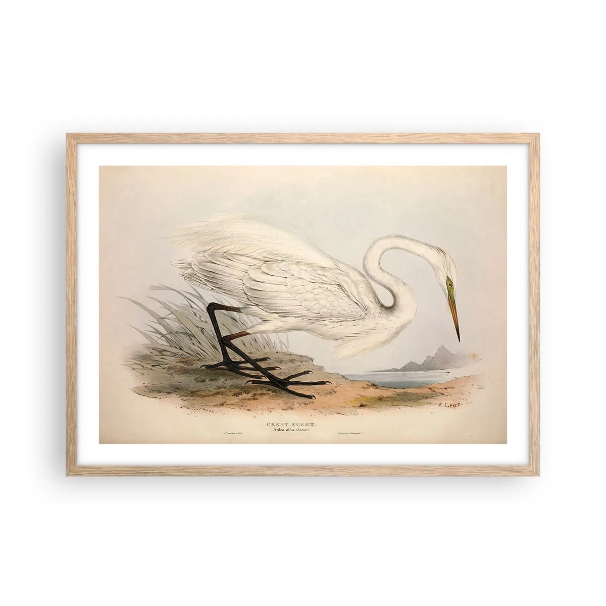 Poster în ramă de stejar deschis - Doamna în stufărișuri - 70x50 cm