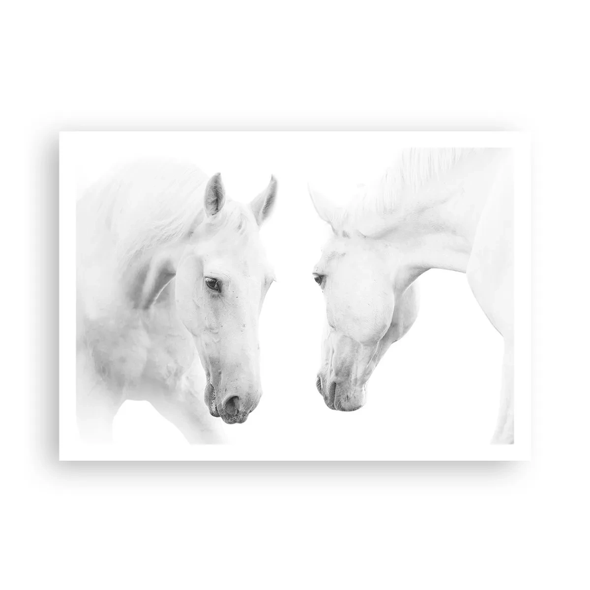 Poster - Este aceasta o prietenie...? - 100x70 cm