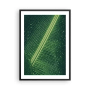 Poster în ramă neagră - Prim-plan al unei frunze verzi cu picături de apă - 50x70cm - Structura verdelui - Decorațiune modernă pentru perete pentru living și dormitor ARTTOR