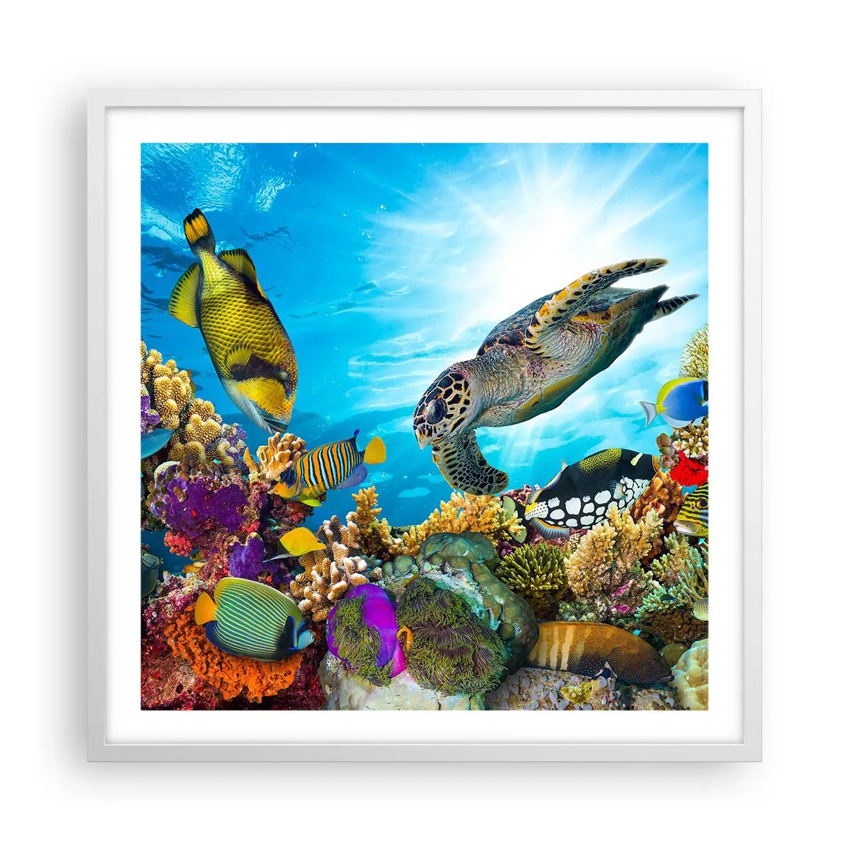 Poster în ramă albă - Promenada de corali - 60x60 cm