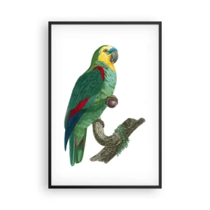 Poster în ramă neagră - Portret de papagal - 61x91 cm
