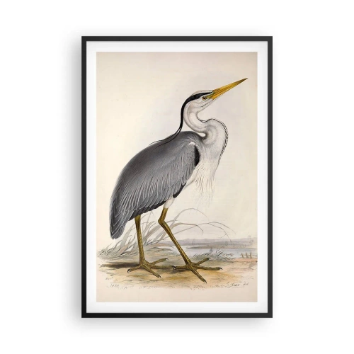 Poster în ramă neagră - Farmecul unui stârc - 61x91 cm