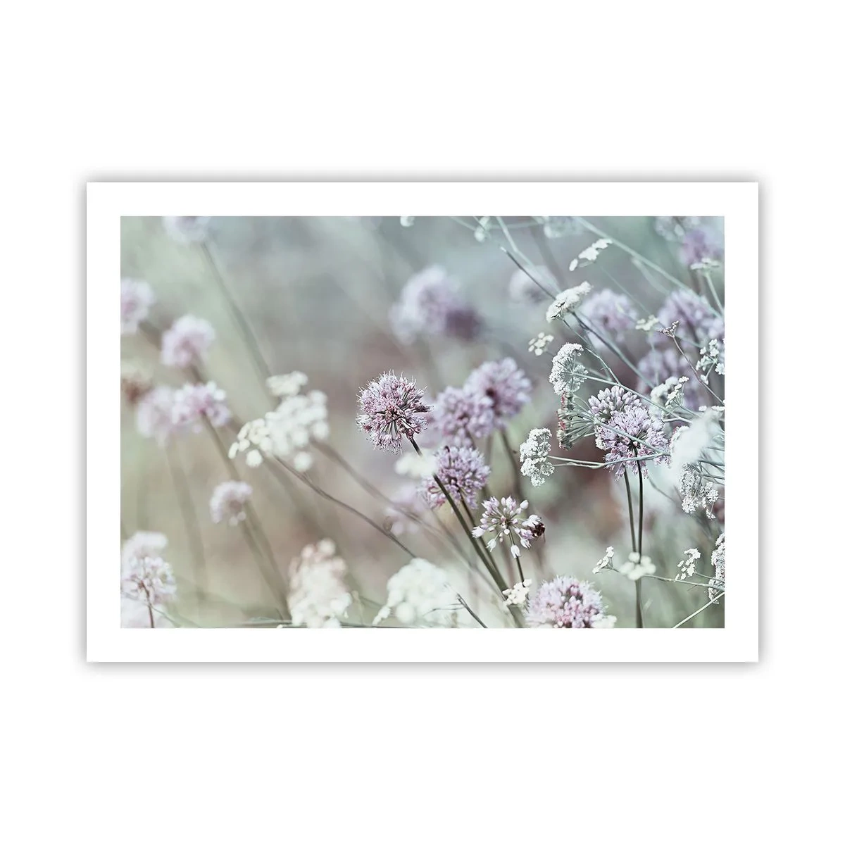 Poster - Ierburi dulci filigranate - 70x50 cm