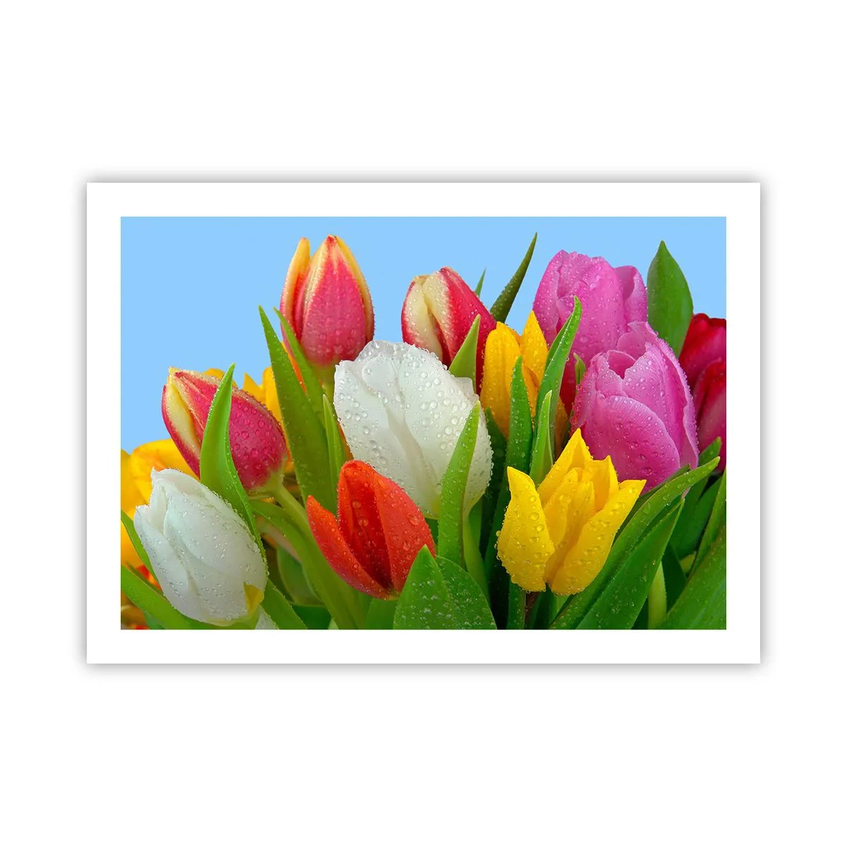 Poster - Un curcubeu floral în picături de rouă - 70x50 cm