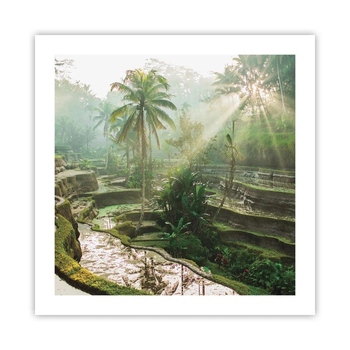 Poster - Crescând la soare - 50x50 cm