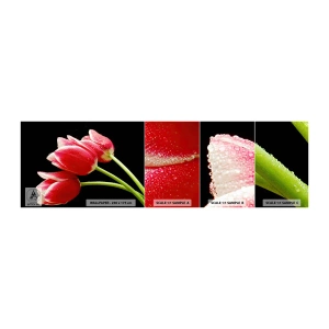 Mostră de Tapet Standard Eco - Promisiunea unei iubiri pure - Flori, Lalele, Natură - 100x30 cm