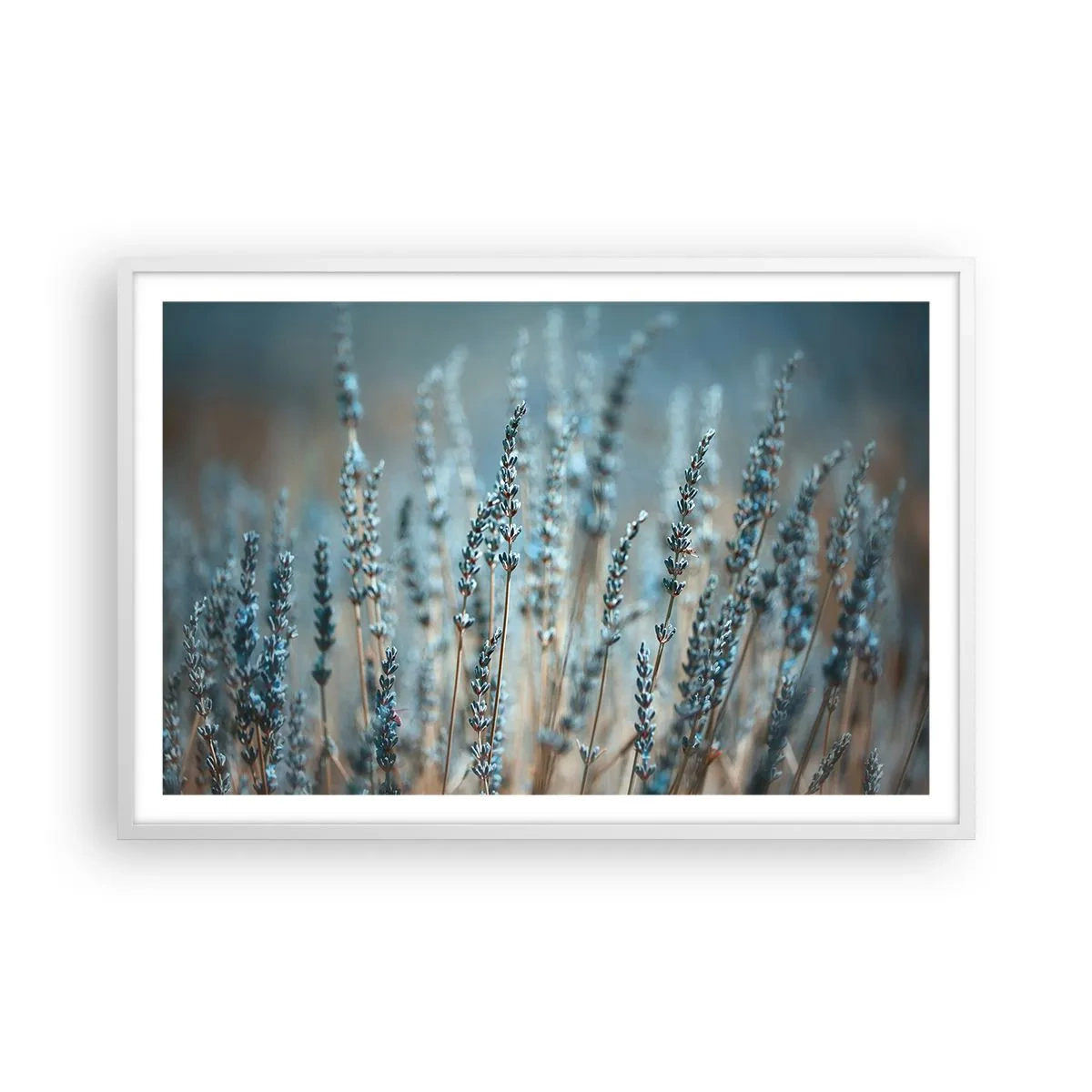 Poster în ramă albă - Câmpul parfumat - 91x61 cm