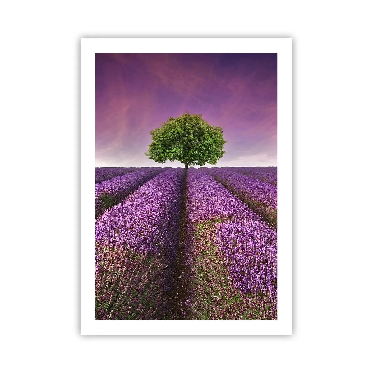 Poster - În câmpurile de lavandă - 50x70 cm