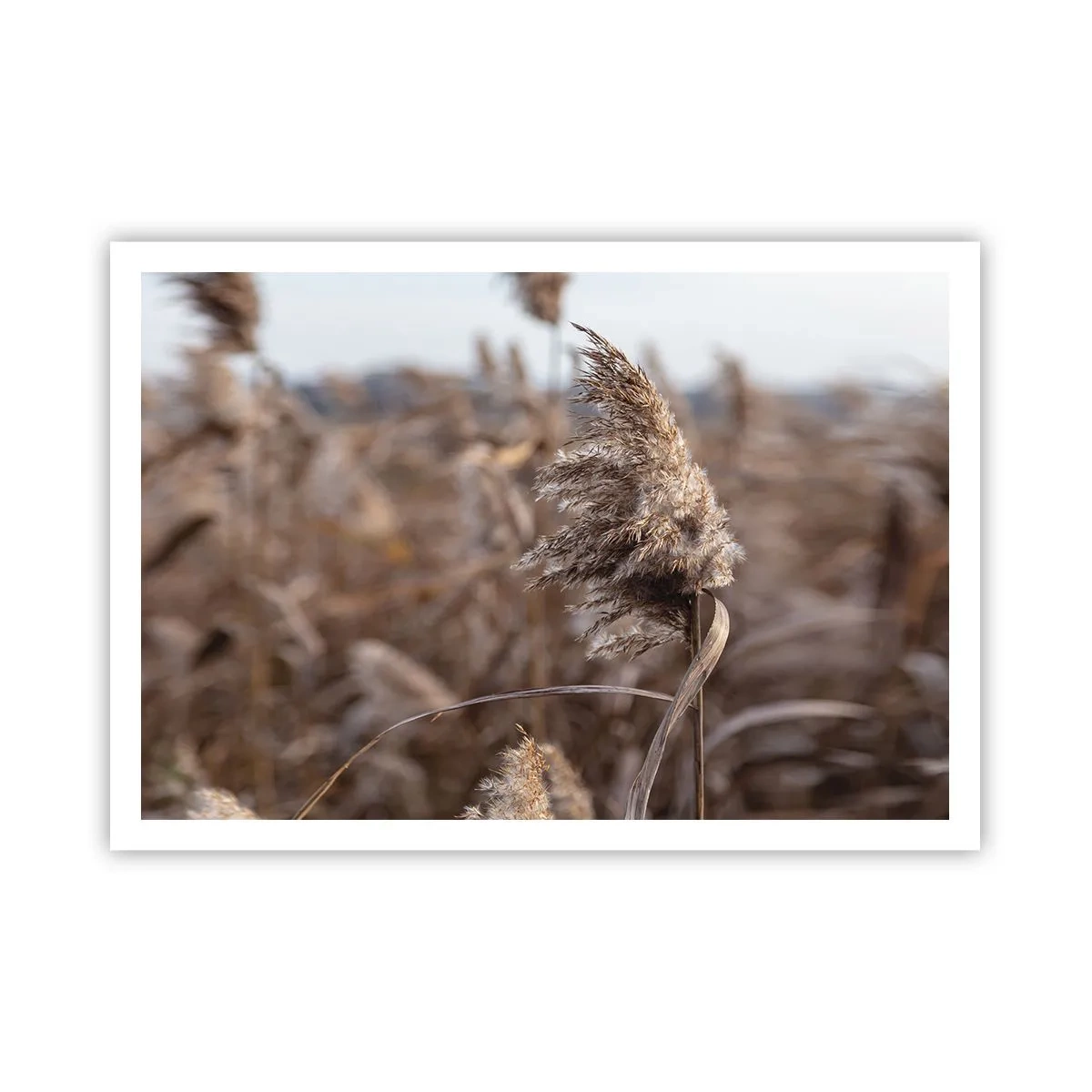 Poster - E timpul să zbori cu vântul - 100x70 cm