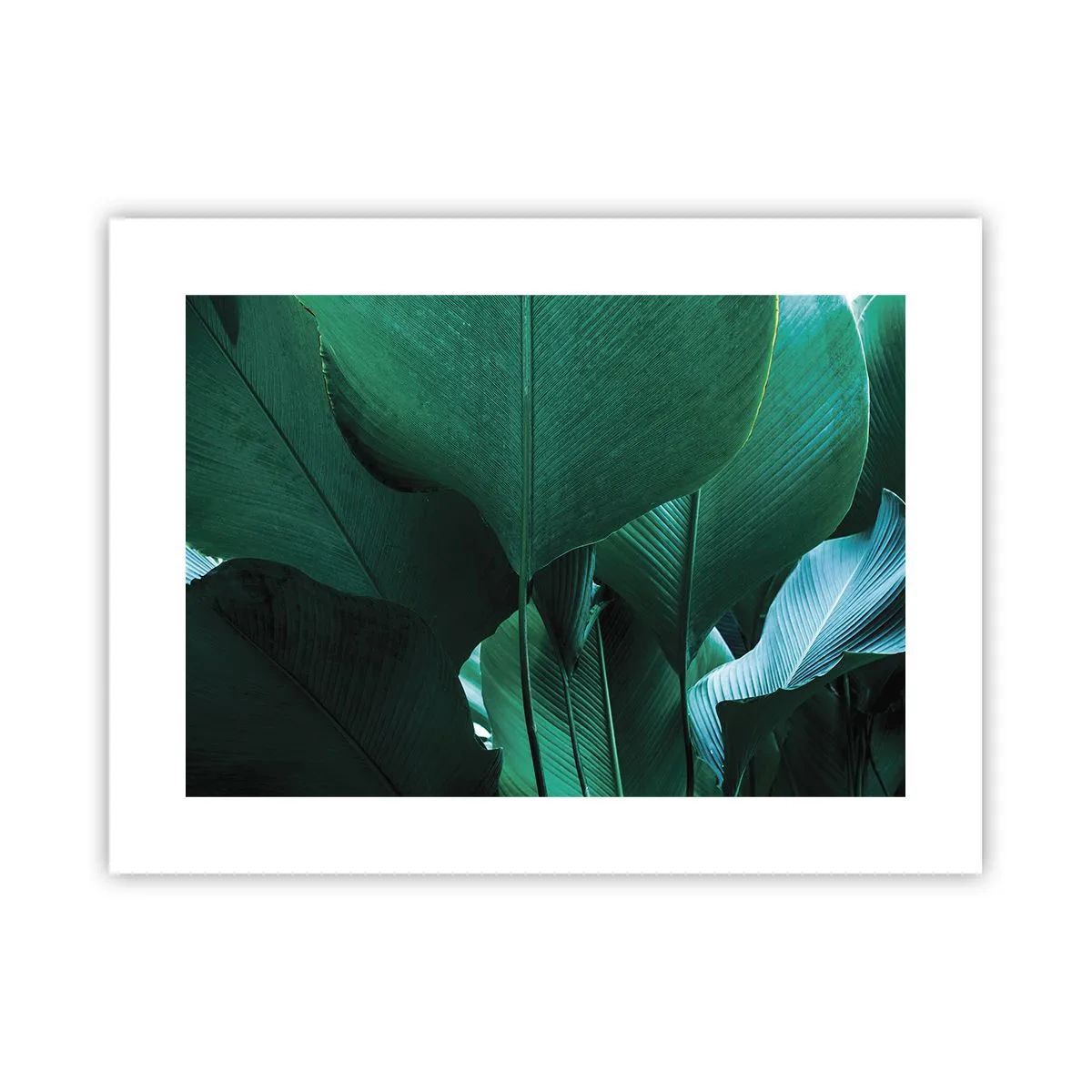 Poster - Cu frunza la lumină - 40x30 cm