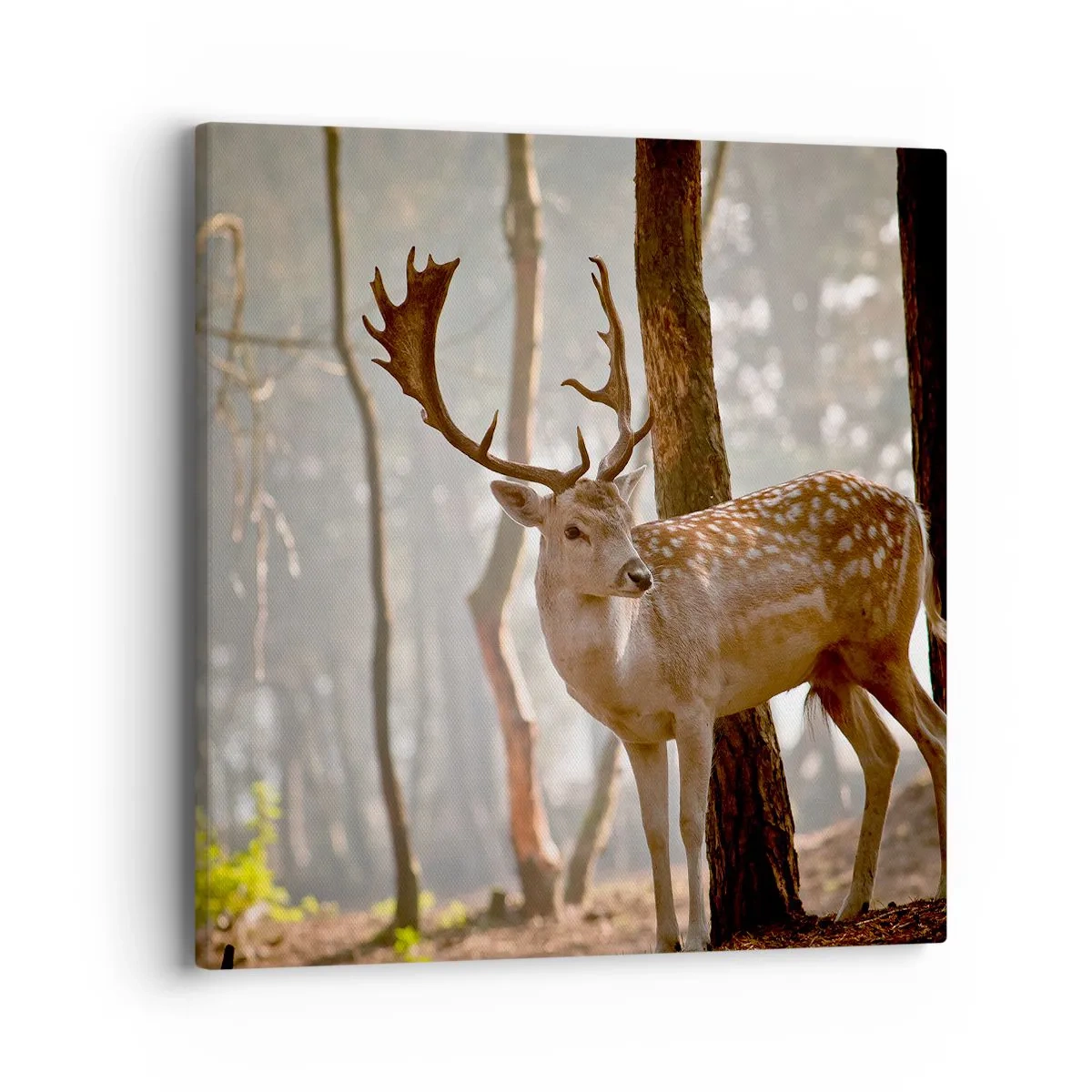 Tablou pe pânză - Lumina tinereții - 40x40 cm