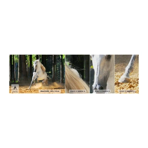 Mostră tapet Premium Canvas - Ca într-un roman fantastic - Animale, Cal, Peisaj - 100x30 cm