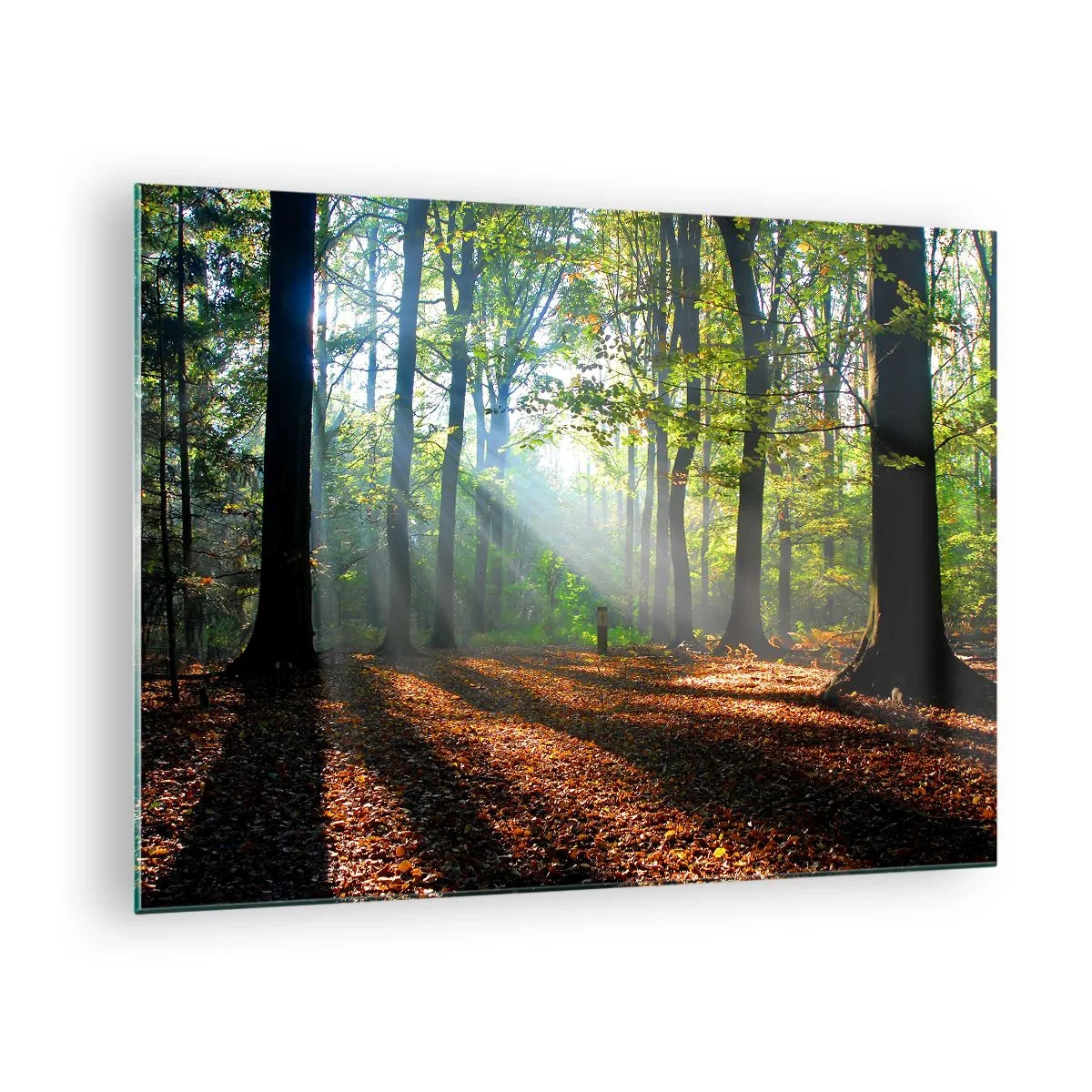 Tablou pe sticlă - O pădure în razele soarelui într-un peisaj de toamnă - 70x50cm - Străluciri și umbre - Decorațiune modernă pentru perete pentru living și dormitor ARTTOR