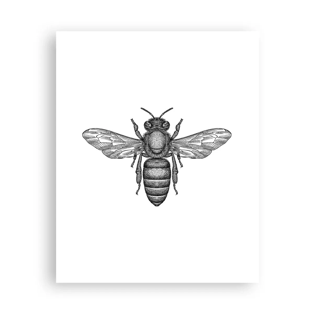 Poster - Portret de insectă - 40x50 cm