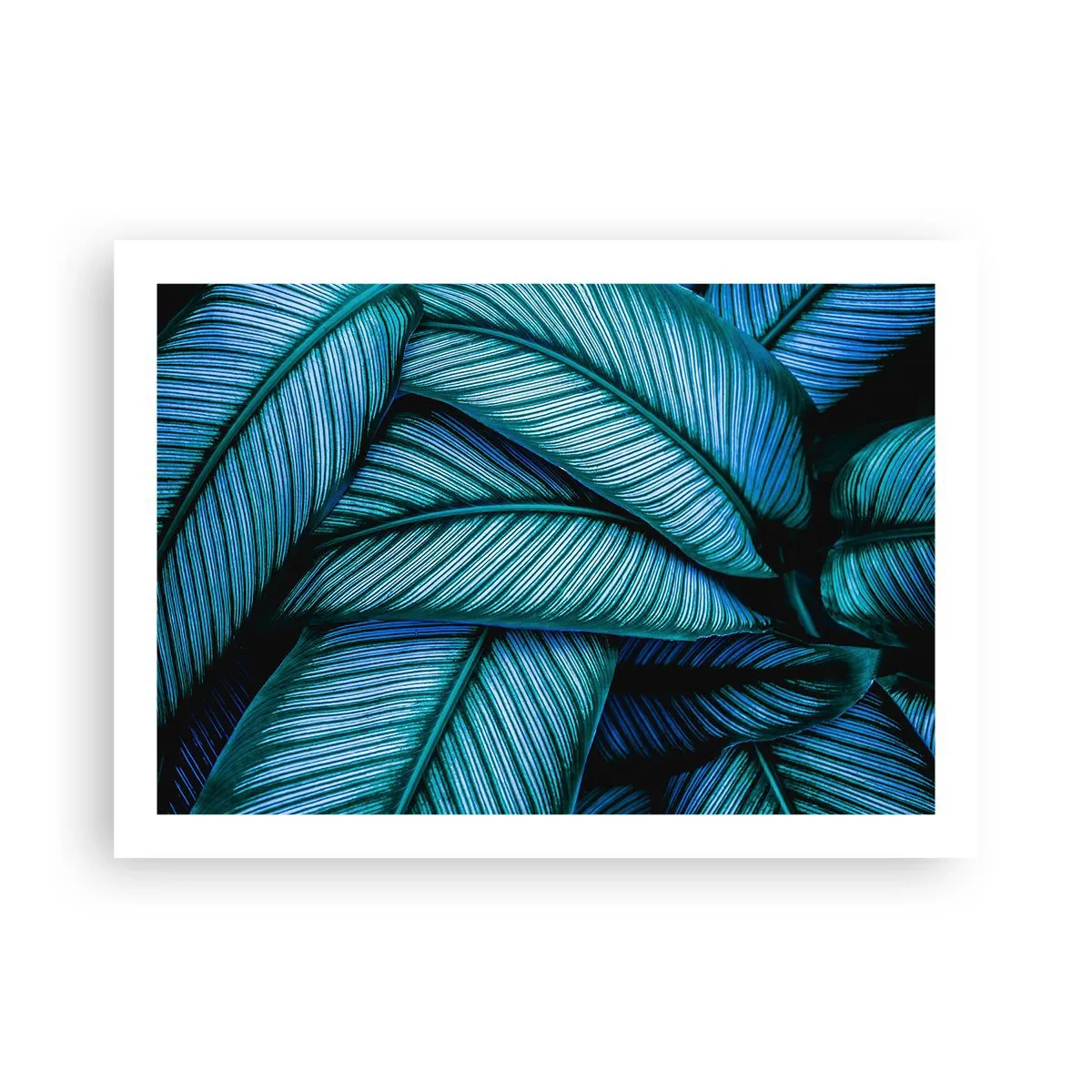 Poster - Linii de viață - 70x50 cm