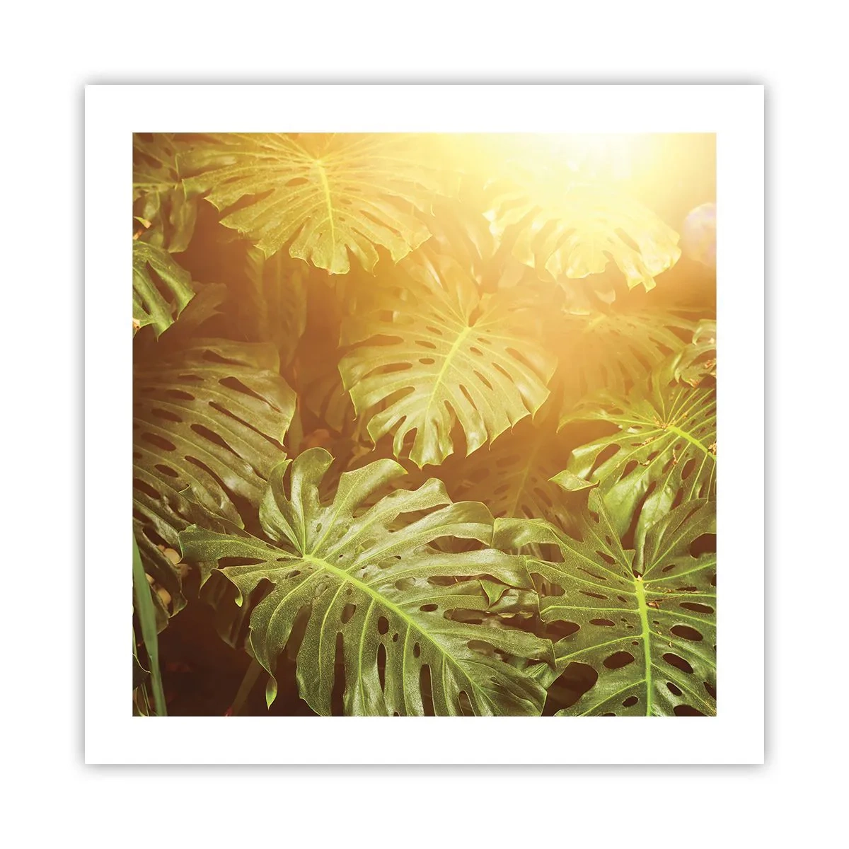 Poster - Poftiți în verde - 50x50 cm