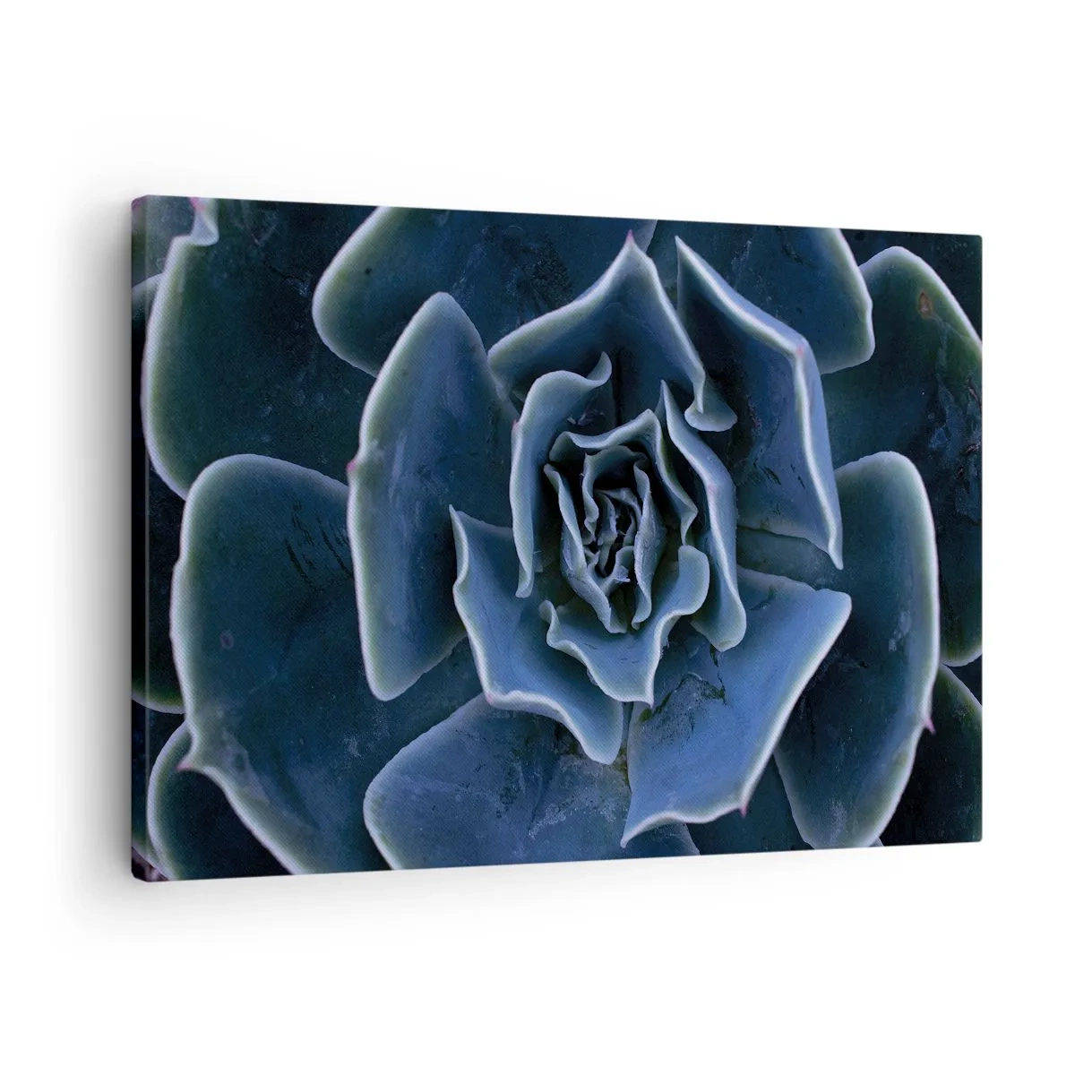 Tablou pe pânză Canvas - Prim-plan al unei rozete suculente verzi - 70x50cm - Floare de deșert - Decorațiune modernă pentru perete pentru living și dormitor ARTTOR