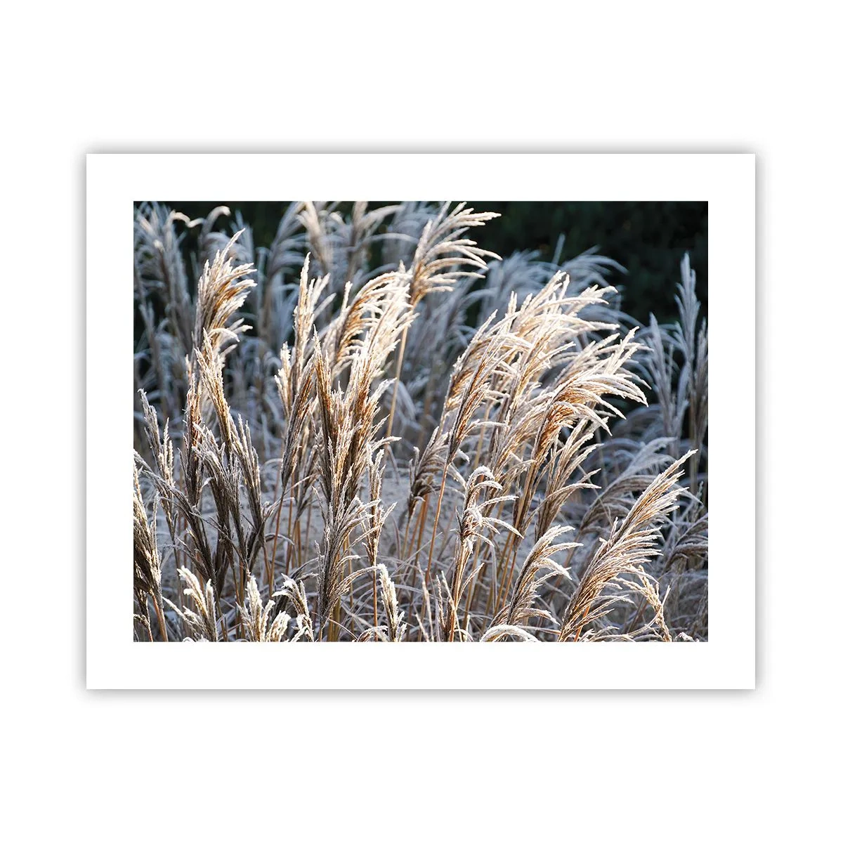 Poster - Împodobite cu brumă - 50x40 cm