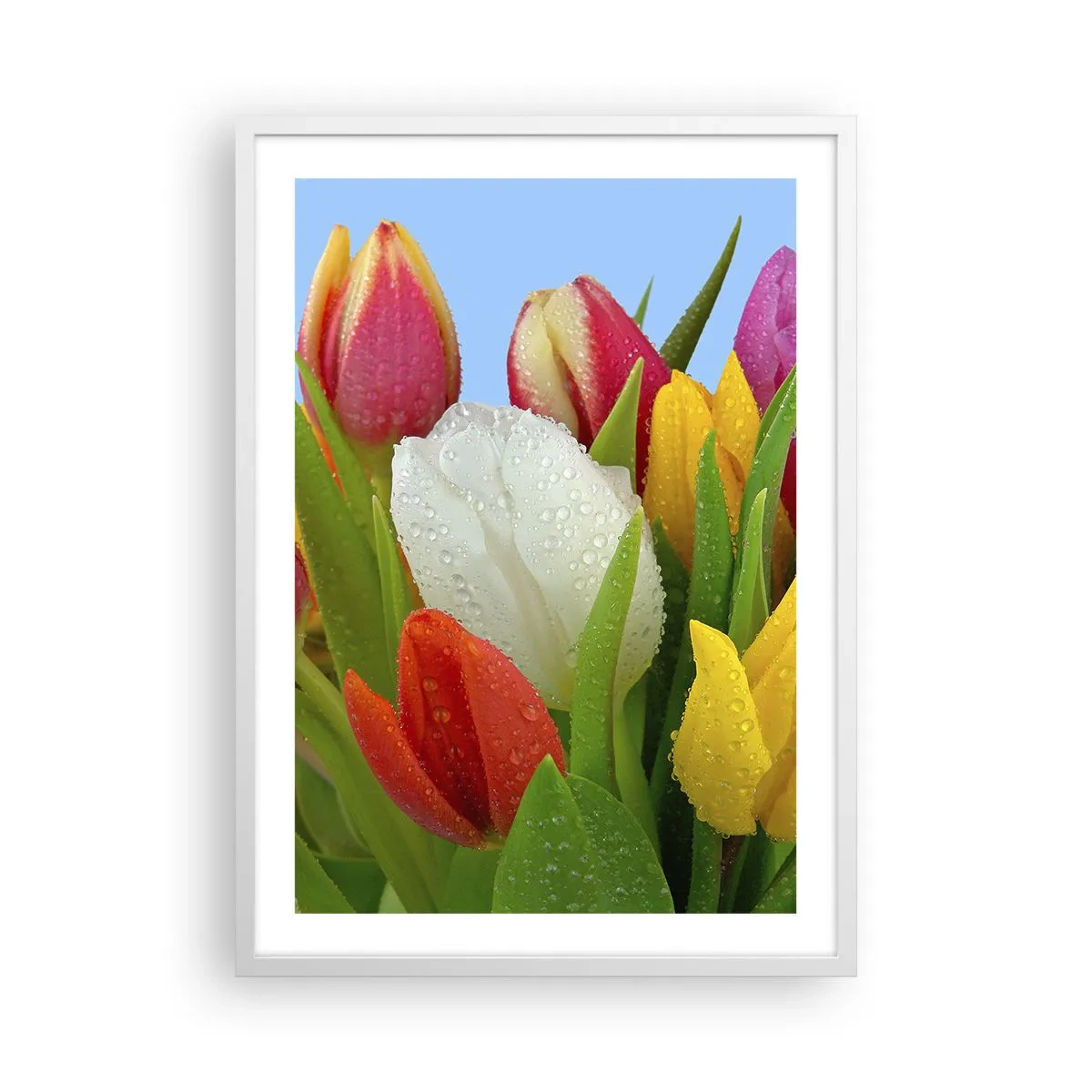 Poster în ramă albă - Un curcubeu floral în picături de rouă - 50x70 cm