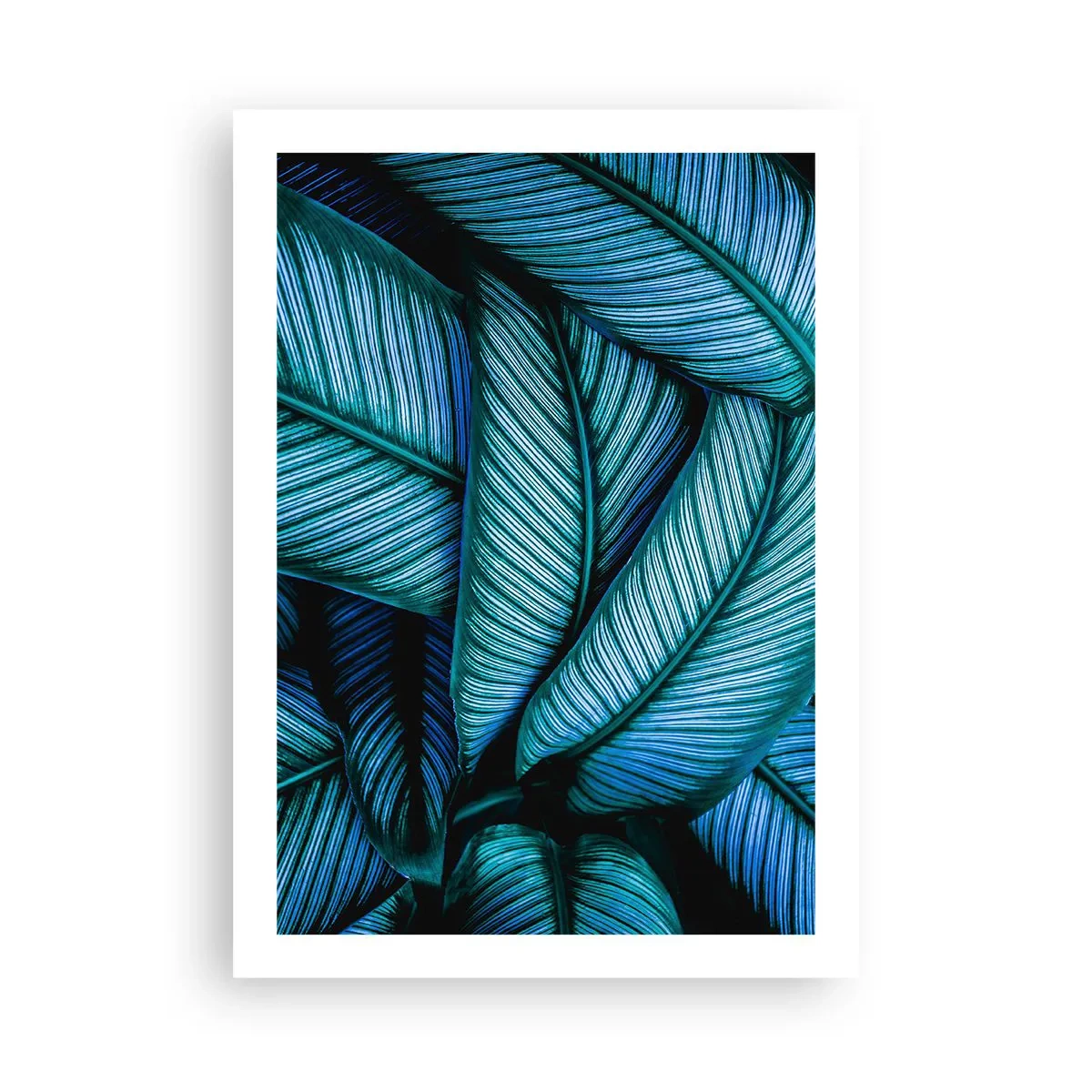 Poster - Linii de viață - 50x70 cm