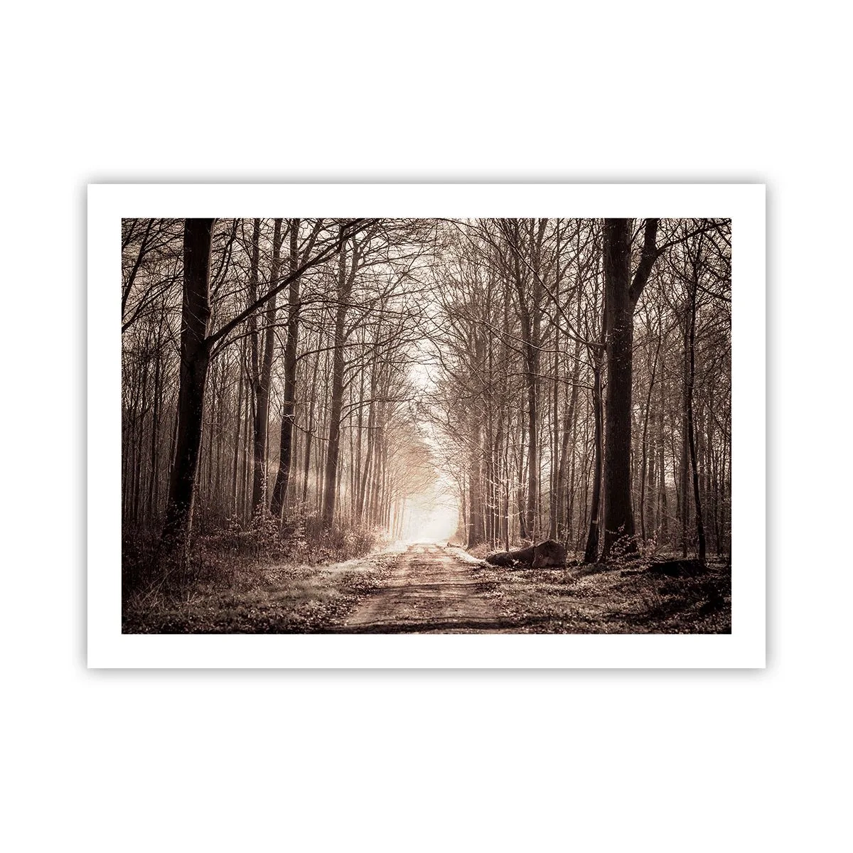 Poster - Catedrala Forestieră - 70x50 cm