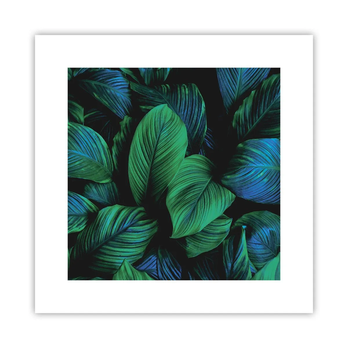 Poster - Traficul verde - 30x30 cm