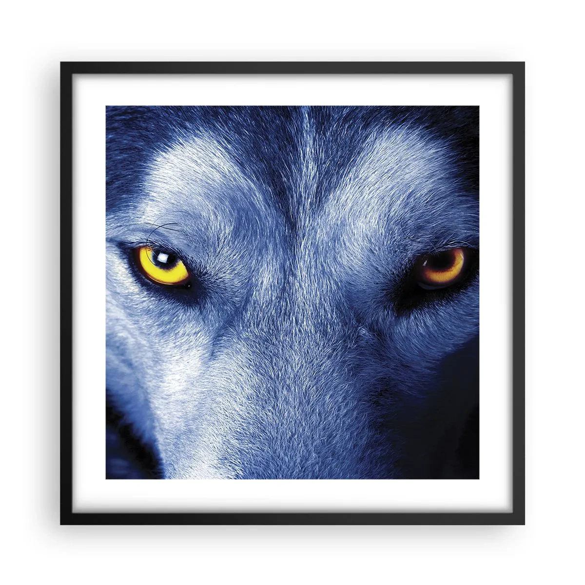 Poster în ramă neagră - O privire hipnotizantă - 50x50 cm