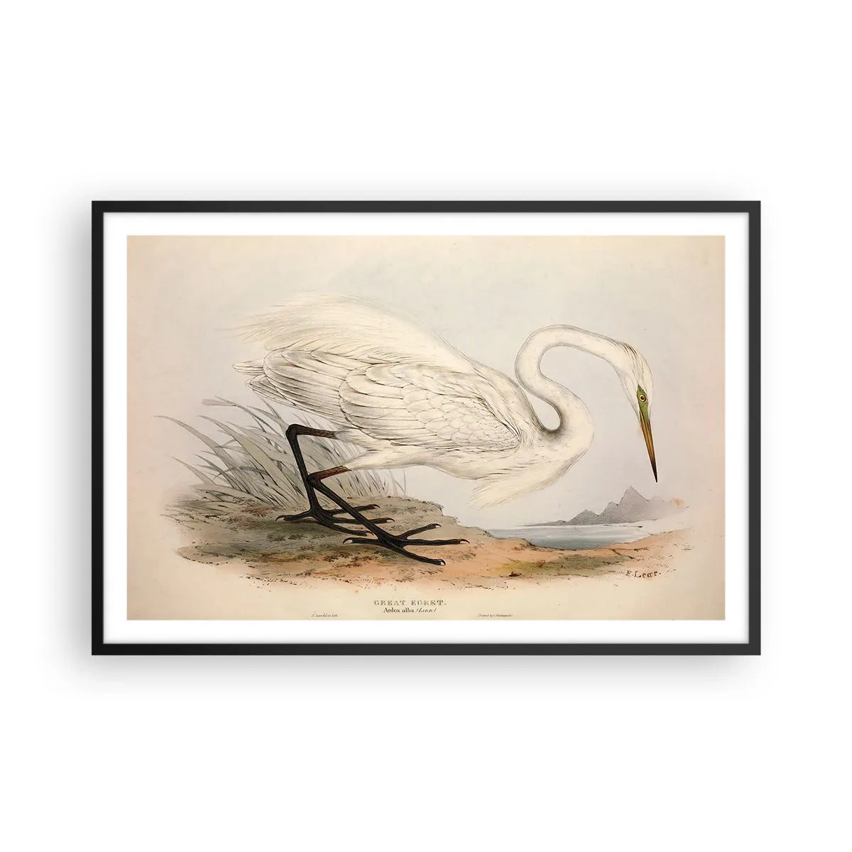 Poster în ramă neagră - Doamna în stufărișuri - 91x61 cm