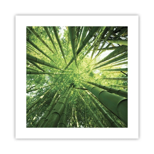 Poster - Într-o pădure de bambus - 40x40 cm