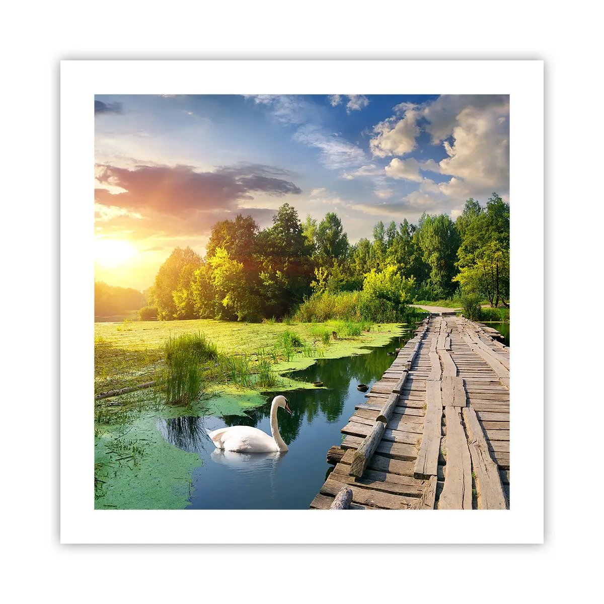 Poster - Vară, vară peste tot - 50x50 cm