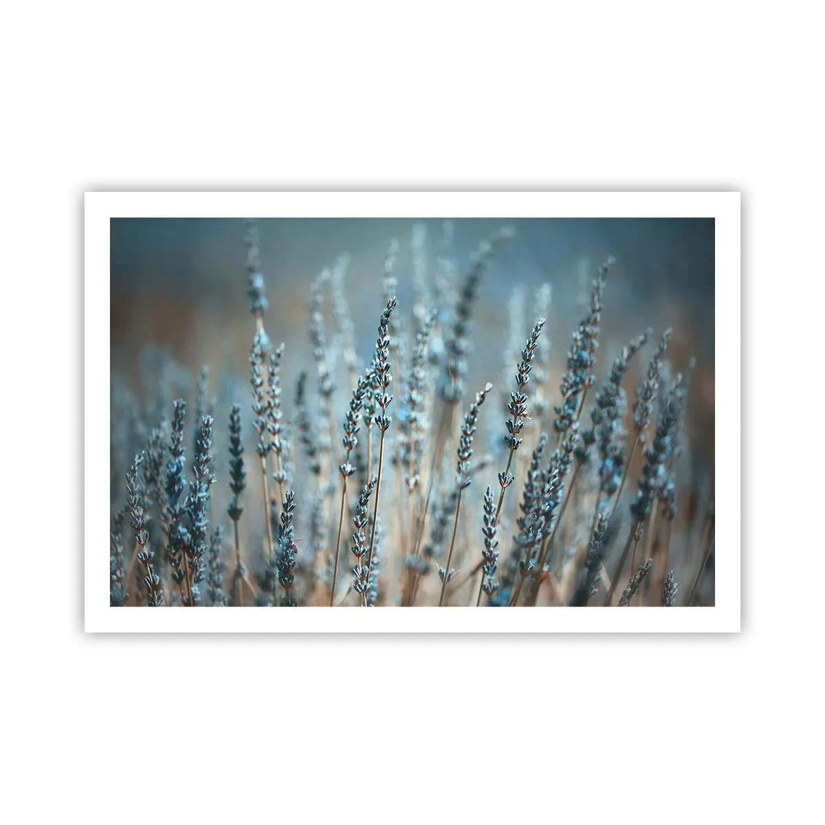 Poster - Câmpul parfumat - 91x61 cm