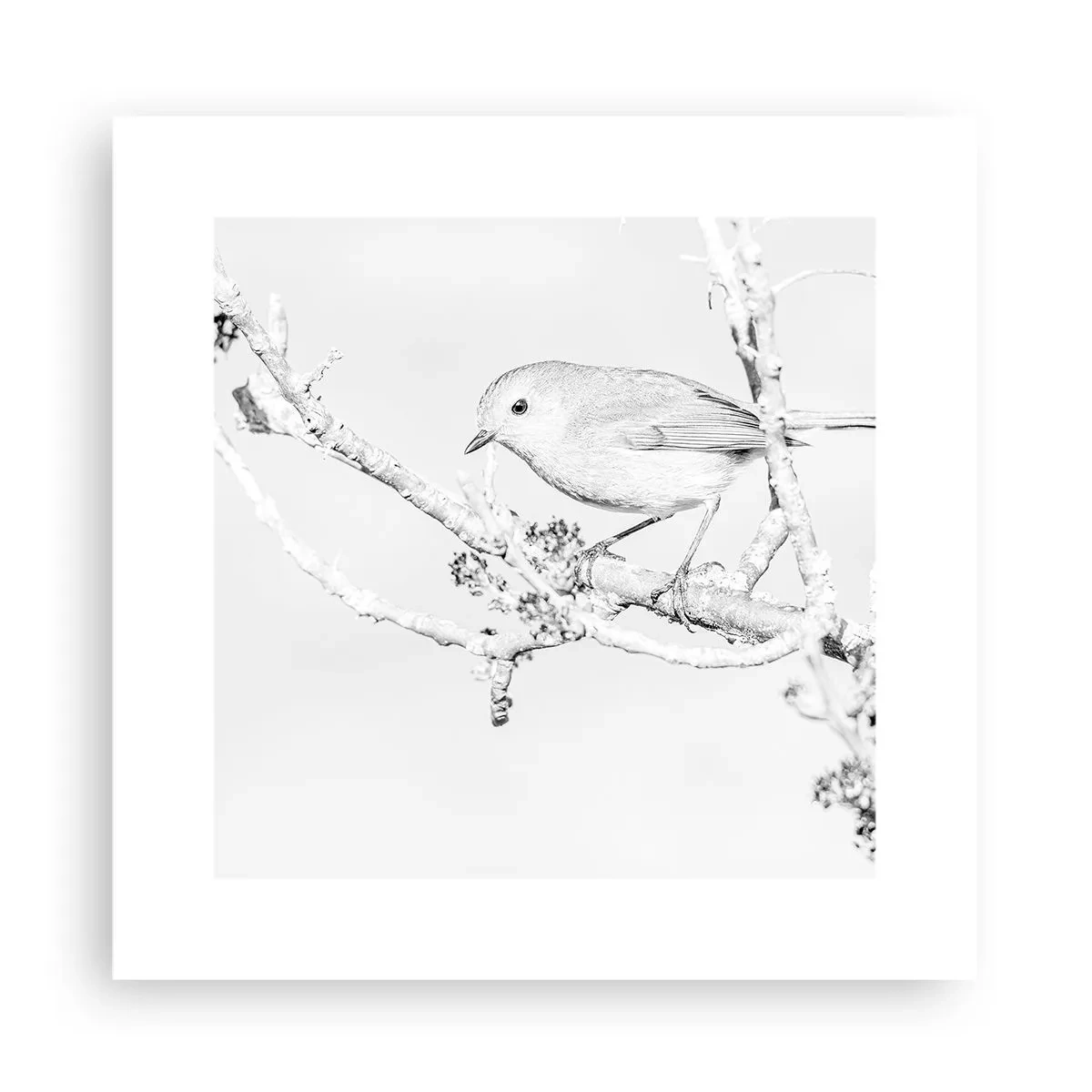 Poster - Dimineață de iarnă - 30x30 cm