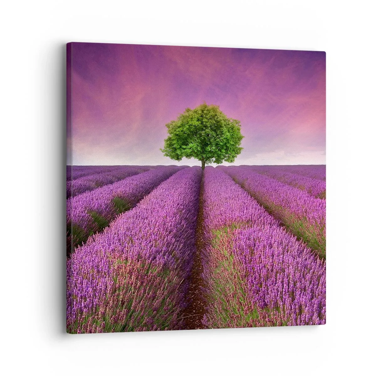 Tablou pe pânză - În câmpurile de lavandă - 30x30 cm