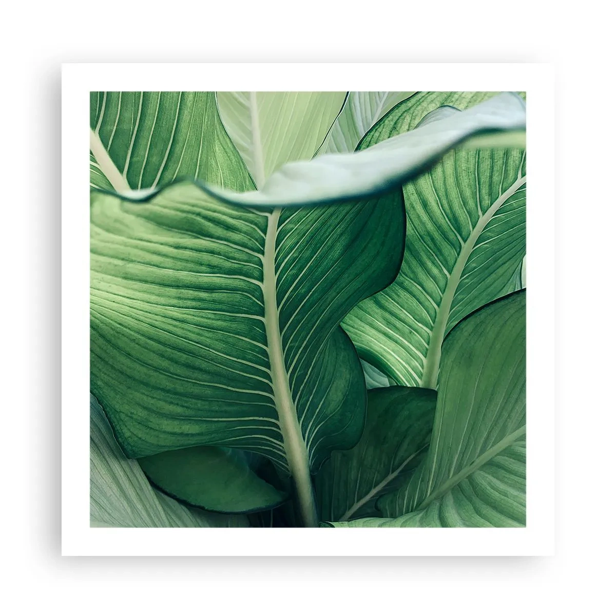 Poster - Viață intensă în verde - 60x60 cm