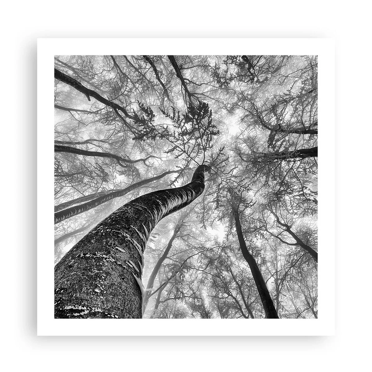 Poster - Cursa spre lumină - 60x60 cm